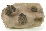 Two Metacanthina Trilobites With Reedops - Lghaft, Morocco #284059-1